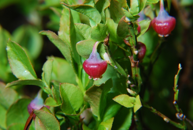 Vaccinium myrtillus